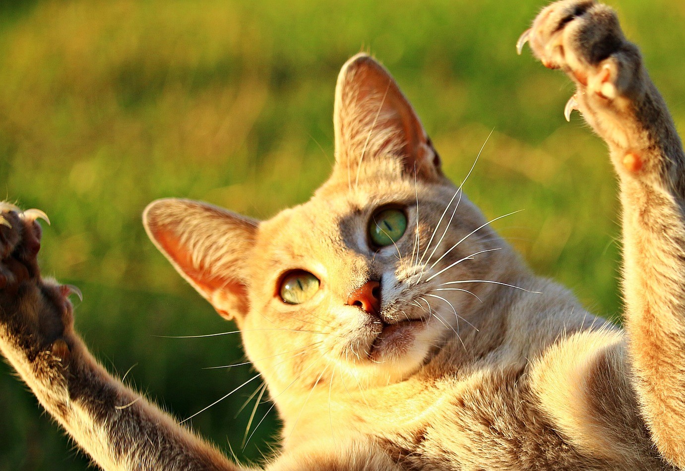 Warum Fahren Katzen Ihre Krallen Aus Beim Streicheln Meldung: Warum Katzen ihre Krallen einfahren können
