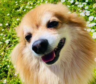 Die vier Jahreszeiten mit Hund und Katze