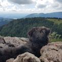 Gewitterangst Hunde
