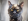 Ab wann ist Ihre Katze alt?