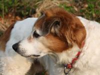 Der ältere Hund