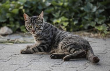 Katze mit Blasenentzündung
