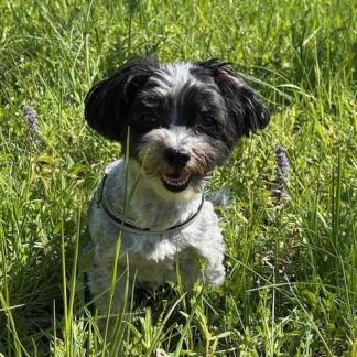 IBD beim Hund