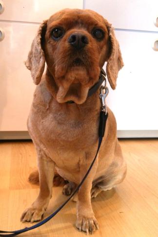 Don Alphonso, ein 14-jähriger Cavalier King Charles Spaniel mit Herzbefunden. Seit 6 Jahren 