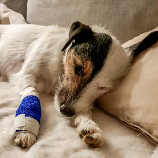 Hund mit Verband