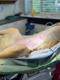 Der Eingriff hinterlässt nur eine sehr kleine Wunde am Bauch der Hündin