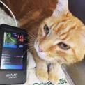 Bluthochdruck bei Katzen