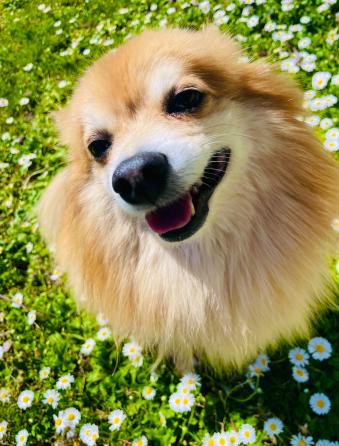 Hund Frühling