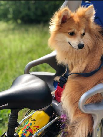 Hund im Sommer