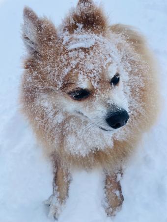 Hund im Winter