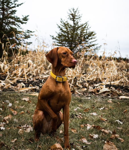 Hund im Maisfeld