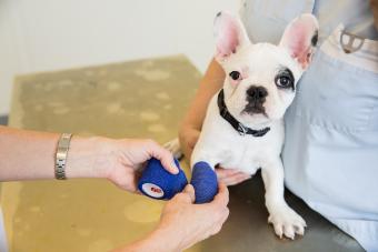 Erste Hilfe für Hunde