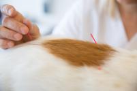 Akupunktur bei Hund