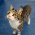 Kater Charlie