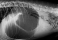 Der ältere Hund