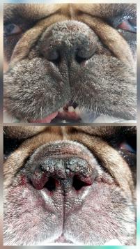 Die Nase einer Französischen Bulldogge vor und nach der Operation. Die Erweiterung der Nasenlöcher ist gut zu erkennen.