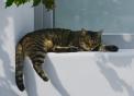 Katze