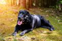 Hund hecheln