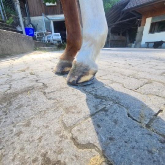Beschlag für Krongelenksarthrose