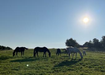 Pferde Frühling