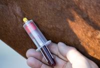 Blutuntersuchung zur Bestimmung der Vorläuferhormone, Hormone und Metabolite