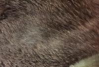 Langes, gewelltes, verschwitzes Haarkleid bei einem Pferd mit Cushing