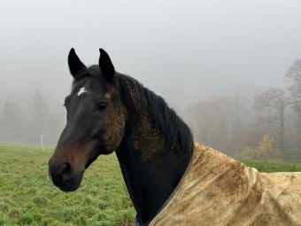 Pferd im Herbst