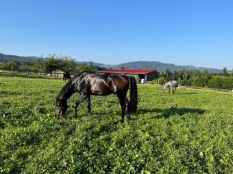 Pferd im Sommer