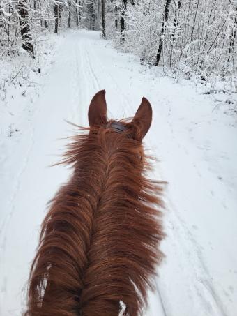 Pferd im Winter