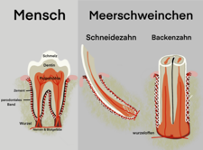 Menschlicher Zahn - Pferde Zahn