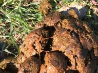 Entwurmung, Kot mit Würmern