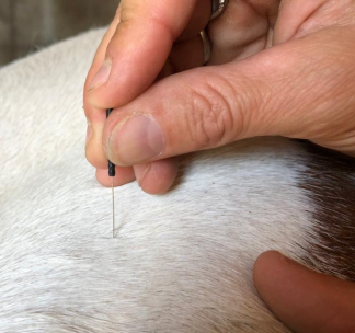 Akupunktur in der Tiermedizin