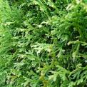 Thuja