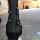 Blutegel Sehnenläsion Pferd