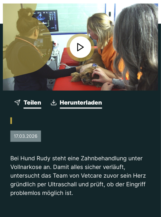 Herzuntersuchung bei einem Hund