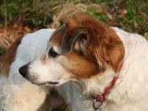 Der alte Hund