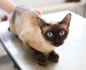 Markieren bei Katzen