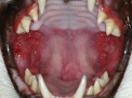 Feline Gingivo-Stomatitis